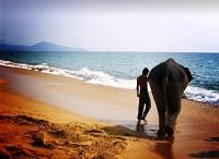 Таиландские слоны