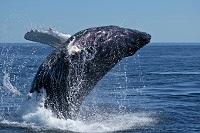 Усатые и зубатые киты