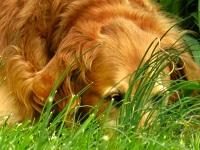 Чума у собак и её лечение