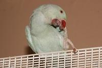Самоощипывание у попугаев - причины недуга