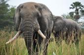 Слоны - сочетание силы, доброты и разума