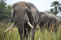 Слоны - сочетание силы, доброты и разума