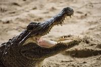 10 самых крупных крокодилов