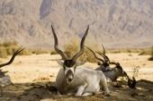 10 животных Африки, находящихся в опасности