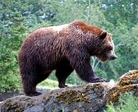 Медведь-шатун