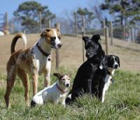 Редкие породы собак - леонбергер, чинук, стабихун и другие