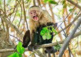 Истоки агрессивности: исследование поведения шимпанзе