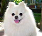 Самая популярная собака померанский шпиц по кличке Бу (Boo)