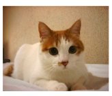 Симптомы и лечение хламидиоза у кошек