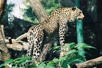 Леопарды - большие кошки