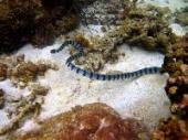 Морские змеи: ядовитые враги рыб
