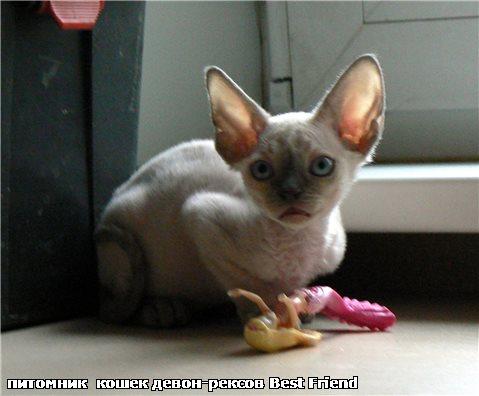 Девон-рекс, кудрявые котята в Москве