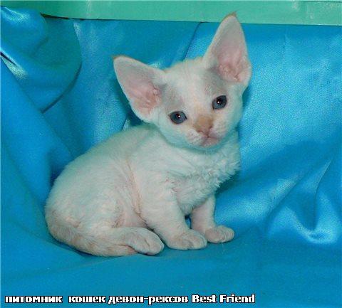 Девон-рекс, кудрявые котята в Москве