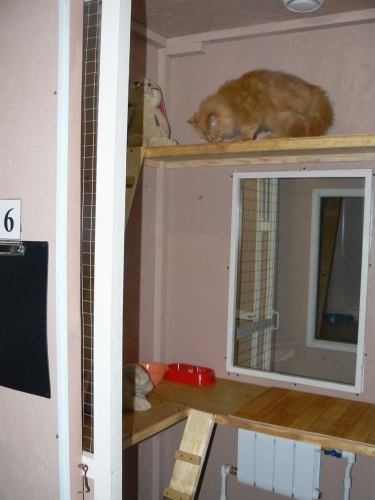 Специализированная гостиница для кошек