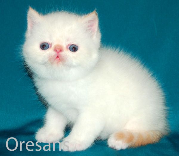 Питомник персидских и экзотических кошек Oresans