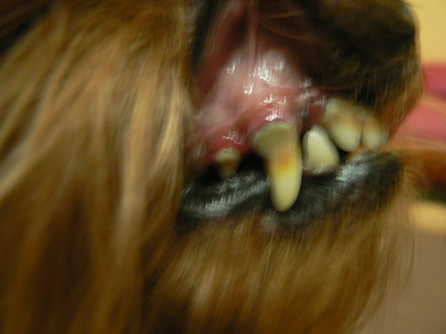 Снятие зубного камня собакам без наркоза