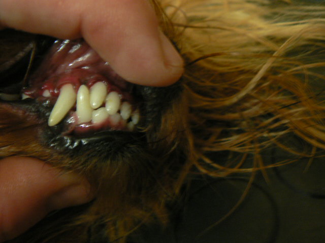 Снятие зубного камня собакам без наркоза