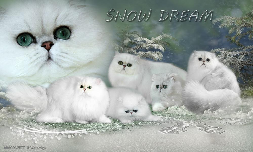 Snow Dream - питомник персидских кошек