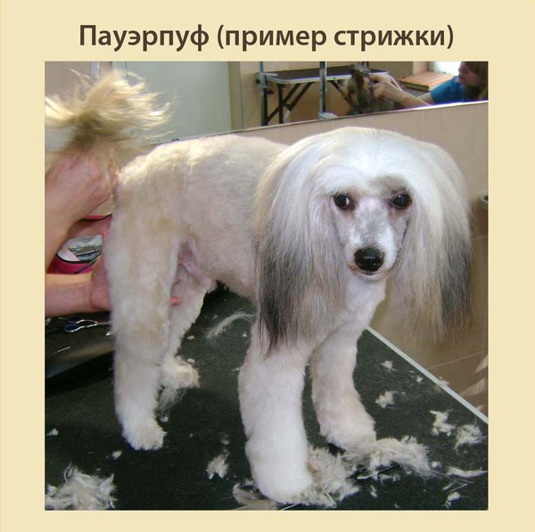 Стрижка кошек и собак от 900 рублей