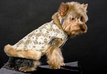 Одежда для собак от Urban Dogs