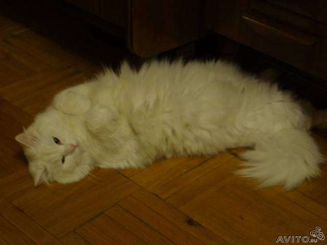 Сибирский белый кот приглашает на вязку