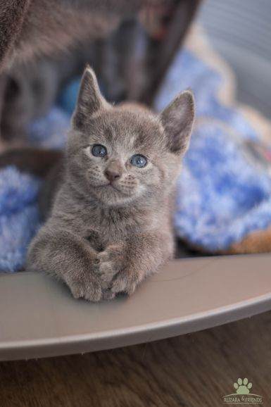 Роскошные русские Голубые котята из питомника