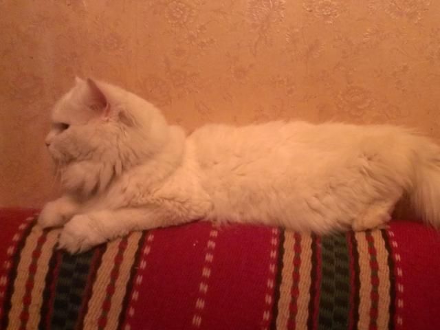 Персидский кремовый кот приглашает на вязку