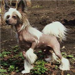 Очаровательные щенки китайской хохлатой собаки
