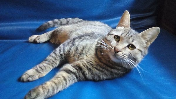 Фелисия – шикарная кошка в поисках дома!
