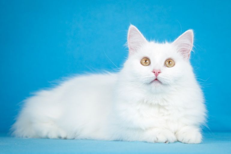 Ласковая белая ангорская кошка Ласточка. - Кошки и котята | Приму или отдам  в дар