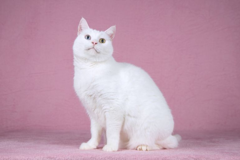 Белая кошка Лавли с разноцветными глазами