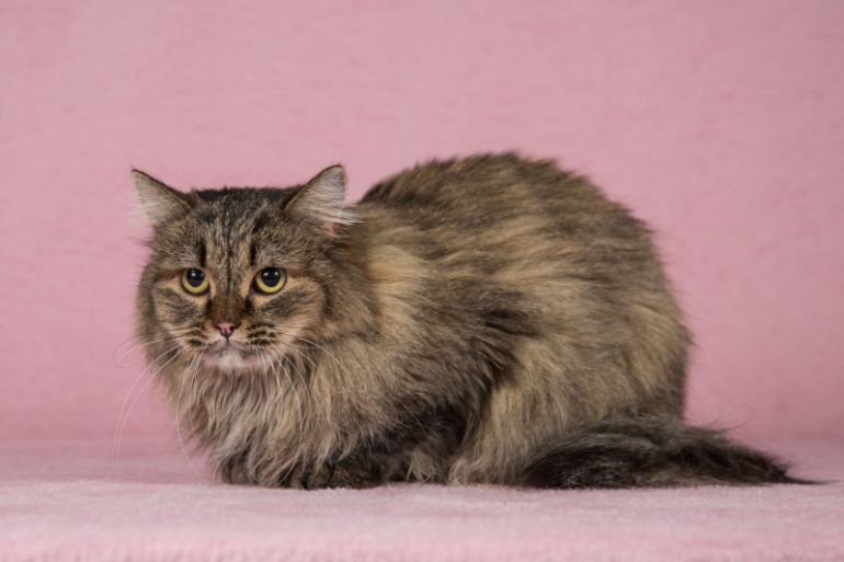 Моника - ласковая пушистая сибирская кошка. 