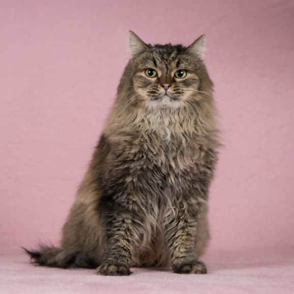 Моника - ласковая пушистая сибирская кошка. 