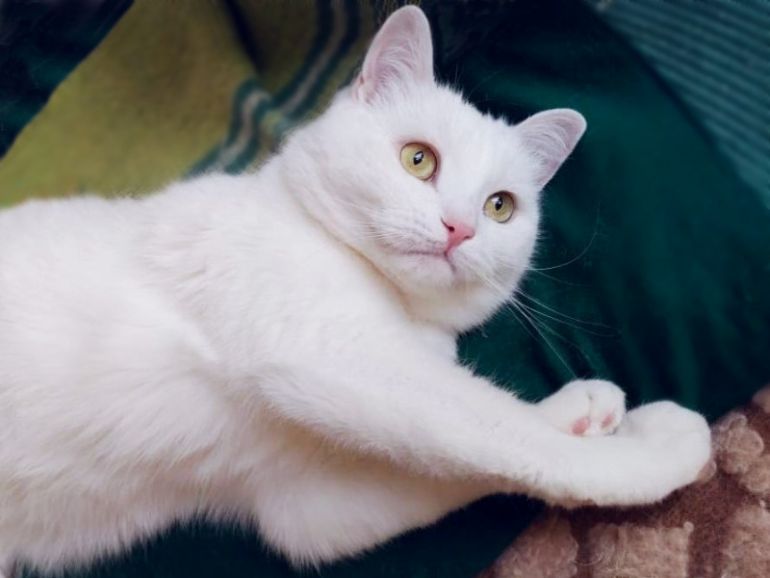 Белоснежная булочка – кошка Люси. 