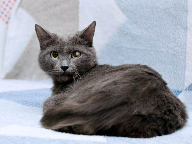 Нежная Бася, кошка голубого окраса, 3 года. 
