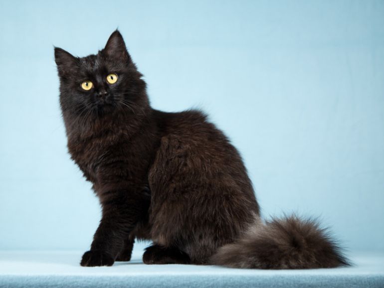 Тучка - пушистая молоденькая черная кошка