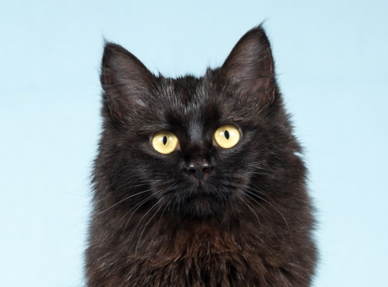 Тучка - пушистая молоденькая черная кошка