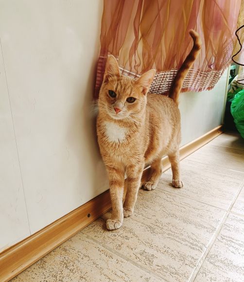 Невероятно ласковый кот Оскар ищет семью! - Кошки и котята | Приму или  отдам в дар